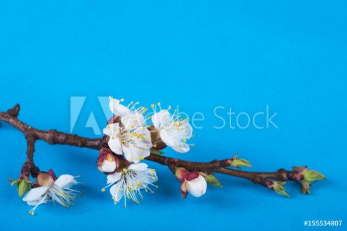 Picture of Flowering branch on a bright background